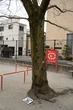 Japanese Hackberry Bark - context_01