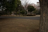 Japanese Zelkova Bark - Context_04