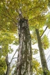 Jolcham Oak Bark 01 - reference