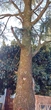 Knotted Pine Bark - Ref_2