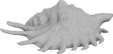 Lambis Shell - clay