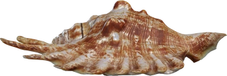Lambis Shell - orth_front