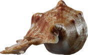 Lambis Shell - orth_side
