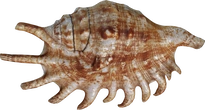 Lambis Shell - orth_top