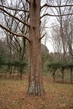 Metasequoia Bark - Context_01