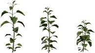 Nettle Plant - orth_front