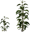 Nettle Plant - orth_side