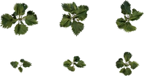 Nettle Plant - orth_top