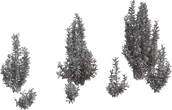 Othonna Cerarioides - clay
