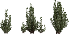Othonna Cerarioides - orth_front