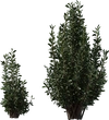 Othonna Cerarioides - orth_side