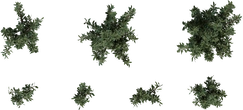 Othonna Cerarioides - orth_top