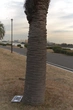 Palm Bark - Context_01