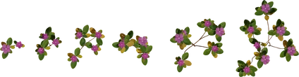 Periwinkle Plant - orth_top