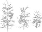 Pine Sapling Medium - clay