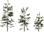 Pine Sapling Medium - orth_front