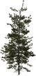 Pine Sapling Medium - orth_side