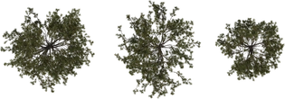 Pine Sapling Medium - orth_top
