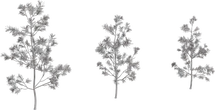 Pine Sapling Small - clay