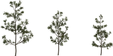 Pine Sapling Small - orth_front
