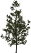 Pine Sapling Small - orth_side