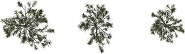 Pine Sapling Small - orth_top