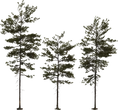Pine Tree 01 - orth_front