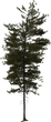 Pine Tree 01 - orth_side