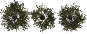 Pine Tree 01 - orth_top