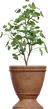 Potted Plant 01 - orth_front