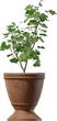 Potted Plant 01 - orth_side