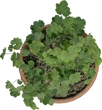 Potted Plant 01 - orth_top