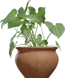 Potted Plant 02 - orth_front