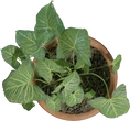 Potted Plant 02 - orth_top