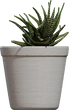 Potted Plant 04 - orth_front