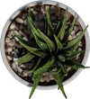 Potted Plant 04 - orth_top