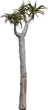 Quiver Tree 01 - orth_front