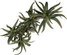 Quiver Tree 01 - orth_top