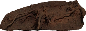 Root Cluster 01 - orth_front