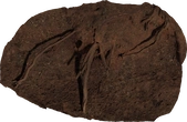 Root Cluster 01 - orth_top