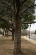 Sakura Bark - Context_01