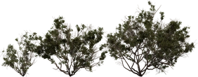 Searsia Burchellii - orth_front