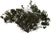 Searsia Burchellii - orth_side