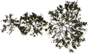 Searsia Burchellii - orth_top