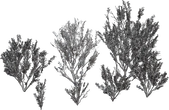 Searsia Lucida - clay