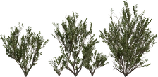 Searsia Lucida - orth_front