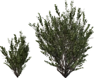 Searsia Lucida - orth_side