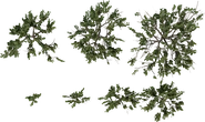 Searsia Lucida - orth_top