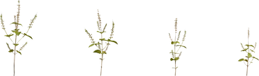 Shrub 03 - orth_front