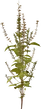 Shrub 03 - orth_side